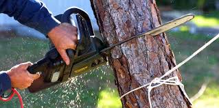 Best Lawn Maintenance Plans  in Genesee, CO