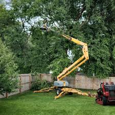 Best Tree Maintenance Programs  in Genesee, CO