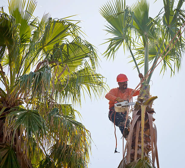 Best Tree Health Inspection  in Genesee, CO