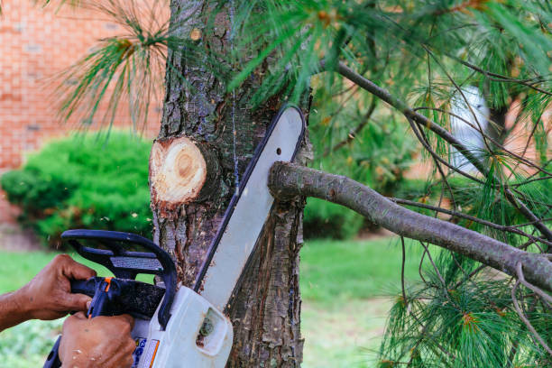 Trusted Genesee, CO Tree Services Experts